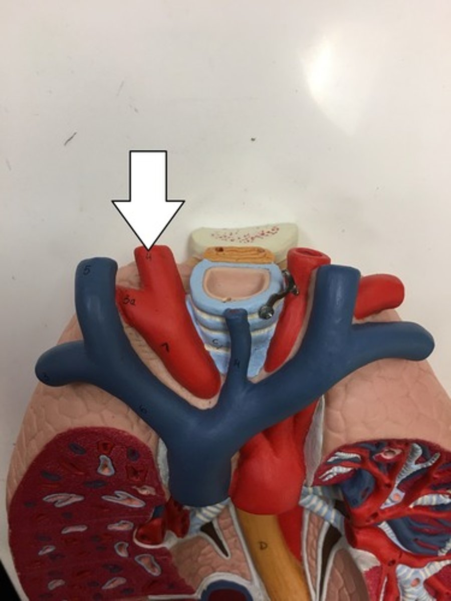 <p>branches off brachiocephalic artery</p><p>supplies blood to right side of head and neck</p>