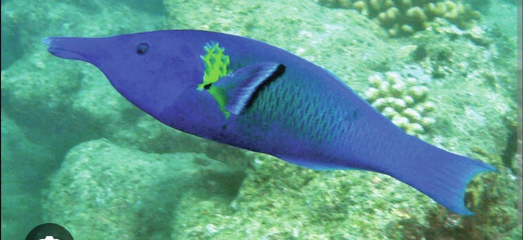 <p class="has-focus">Labridae family</p><p class="has-focus">uses its protruding snout to capture prey (crustaceans) and break it into small pieces.</p><p>Beak like snout, the Females are a brownish black while males are variations of green.</p>