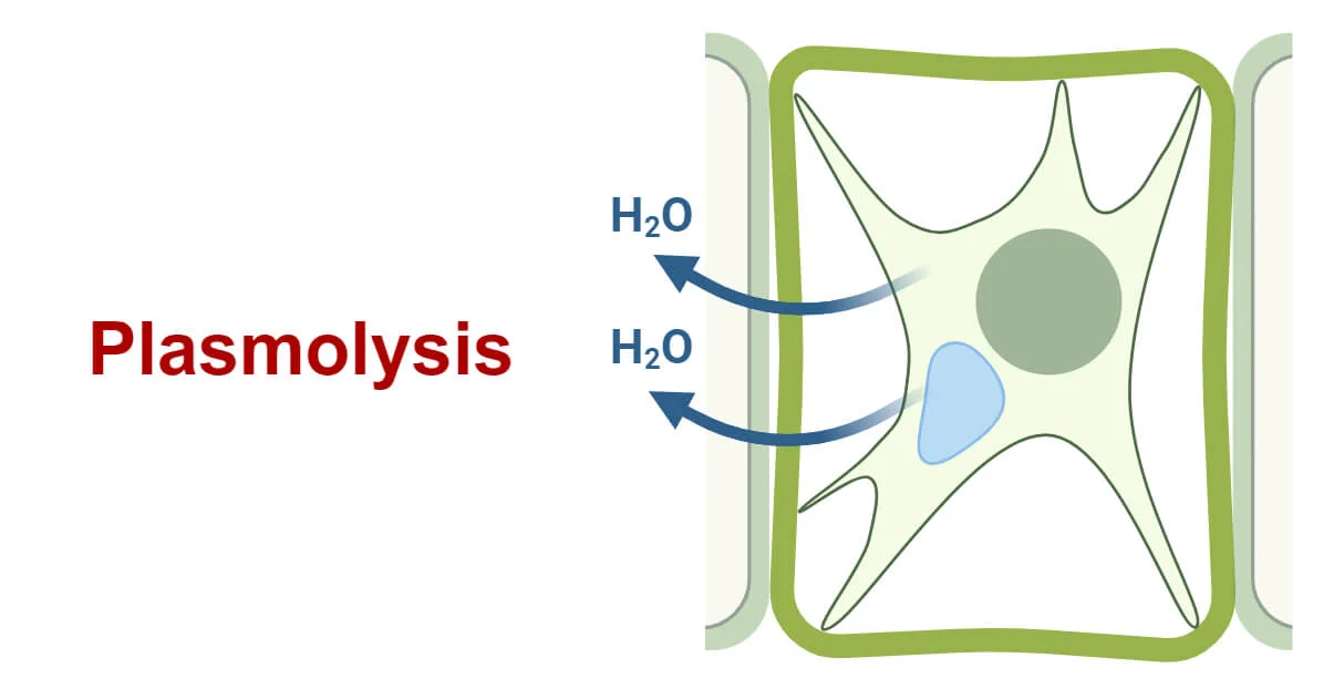 <ul><li><p>cell membrane pulls away from wall </p></li><li><p>leads to cell death </p></li><li><p>occurs in a hypertonic solution </p></li></ul><p></p>
