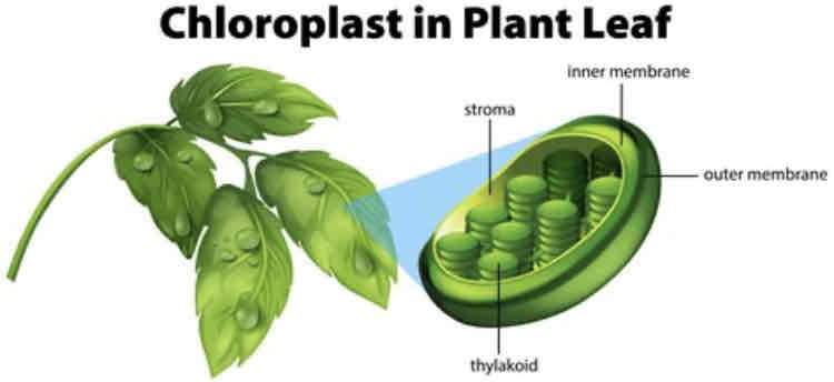 <p>Chloroplasts are plastids</p><p>They are found in plant and algal cells</p><p>They convert light energy to chemical energy</p><p>Chloroplasts have their own DNA</p>