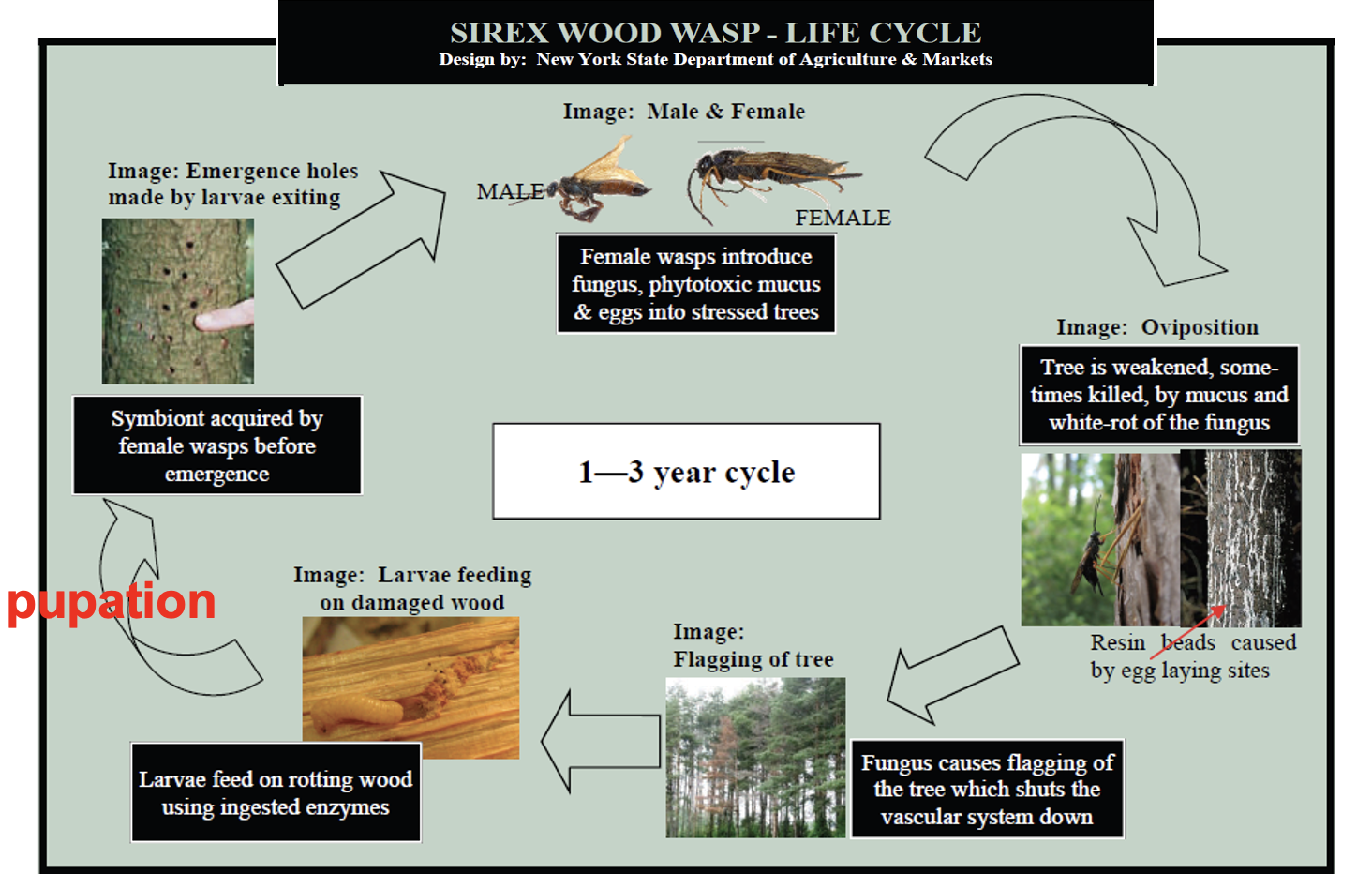 <p><span>1-7 eggs hatch in 3-4 weeks</span></p><p><span>Larvae initially tunnel in wood parallel with the grain</span></p><p><span>Initially in sapwood, moving to heartwood, and returning to sapwood to emerge</span></p><p><span>Tunnels 25-30 cm long</span></p><p><span>Larval feeding (associated with wood-decaying fungal growth) 1-3 years</span></p><p><span>Adult emerges by chewing through about 3/4 inch of wood, leaving a round exit hole 1/4 to 1/2 inch in diameter.</span></p><p><strong><span>DO NOT reinfect dry timber</span></strong></p><p><span>Most likely, infected (usually diseased tree wood) is used for fencepost or rough timber and emergence is the issue</span></p>
