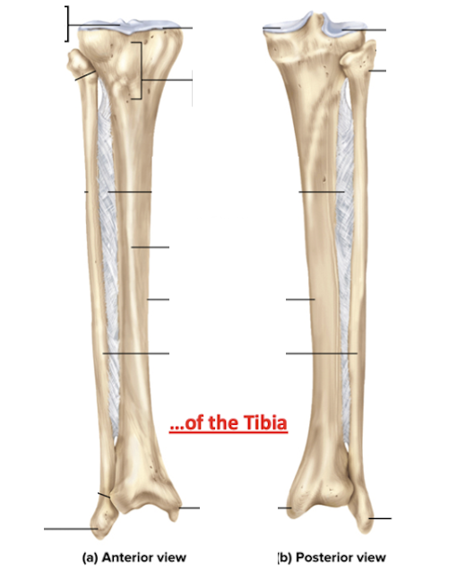 <p>Identify the bone features of the tibia + fibula</p>