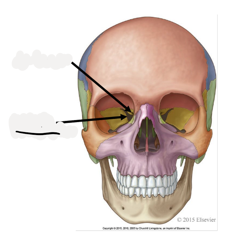 <p>occulomotor nerve (CN III), trochlear nerve (CN IV), ophthalmic nerve (CN V1), abducens nerve (CN VI)</p>