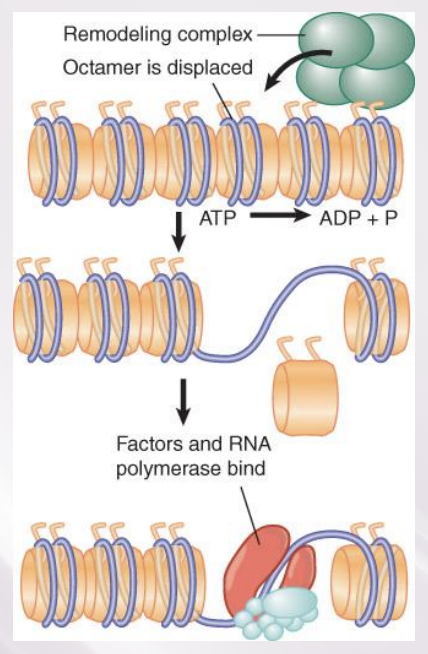 <p>Numerous ATP-dependent chromatin remodeling complexes use energy provided by hydrolysis of ATP.</p>
