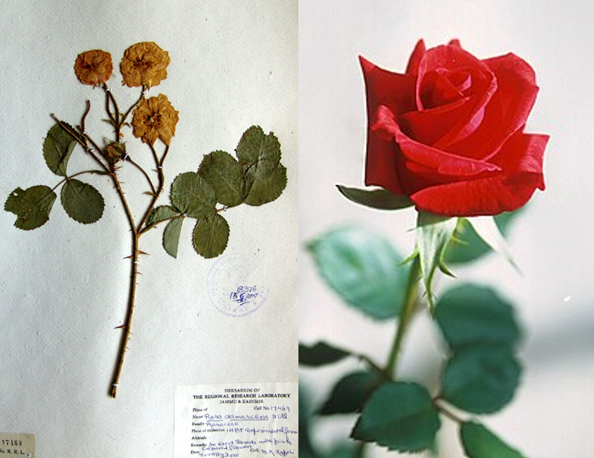 <p>eudicot; a popular flower for valentine’s day</p>