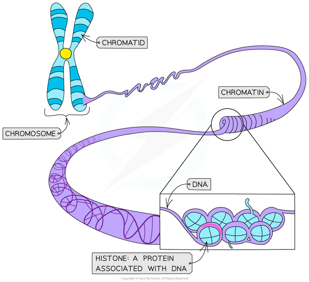<p><span>The DNA strands are coiled around eight special protein molecules called histones to form a nucleosome.</span></p>