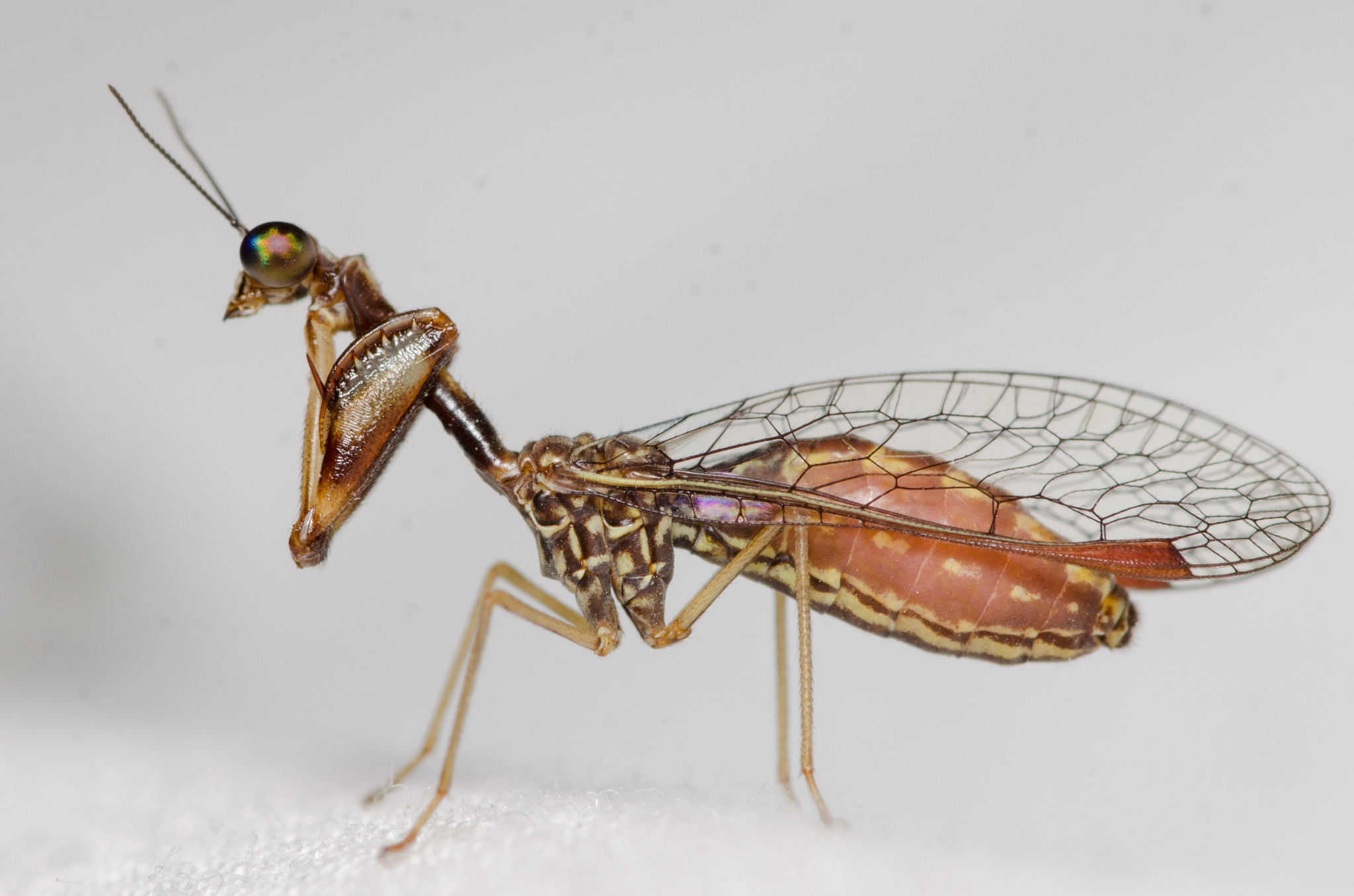 <p>Order Neuroptera: Family Mantispidae: Mantidflies</p>