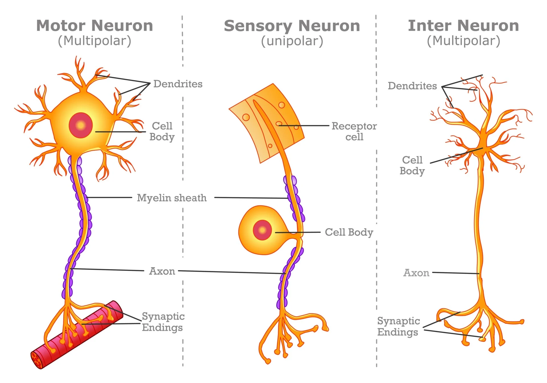 <p>sensory (afferent) neurons</p>