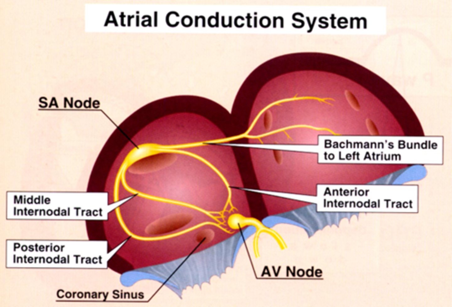 <p>Internodal tracts (located in RA)​</p><p>- Anterior internodal tract​</p><p>- Middle internodal tract​</p><p>- Posterior internodal tract​</p><p>Conduction tract (innervates LA)​</p><p>-Bachmann’s Bundle</p>