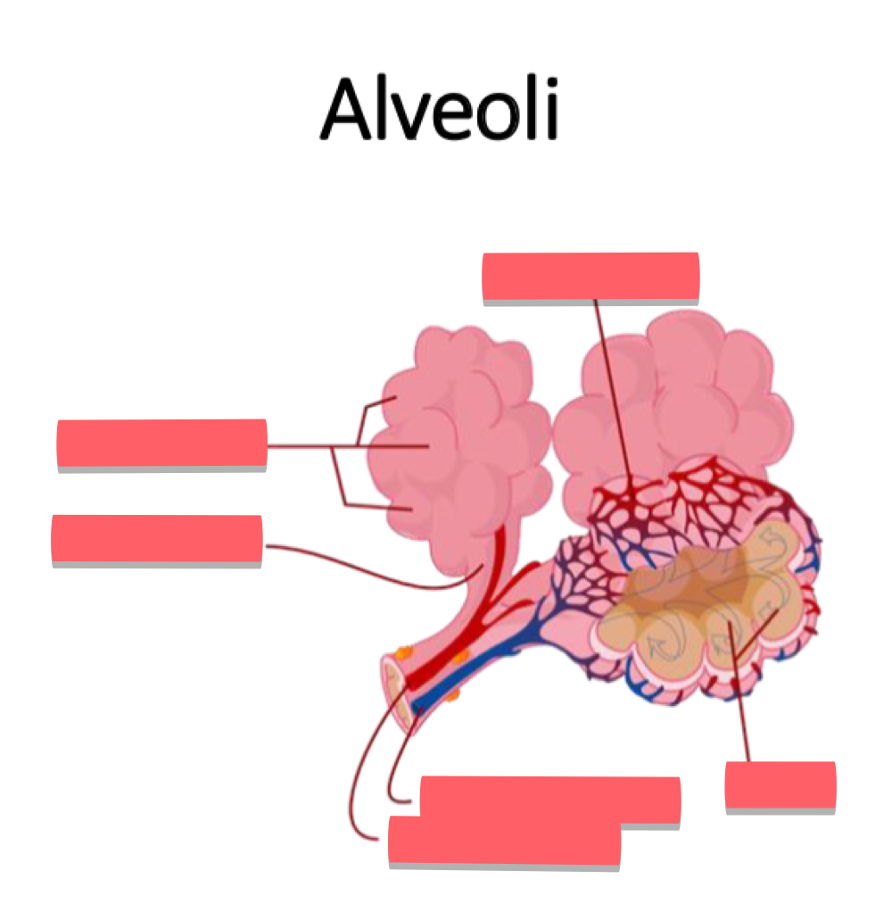 <p>name every part of the alveoli</p>
