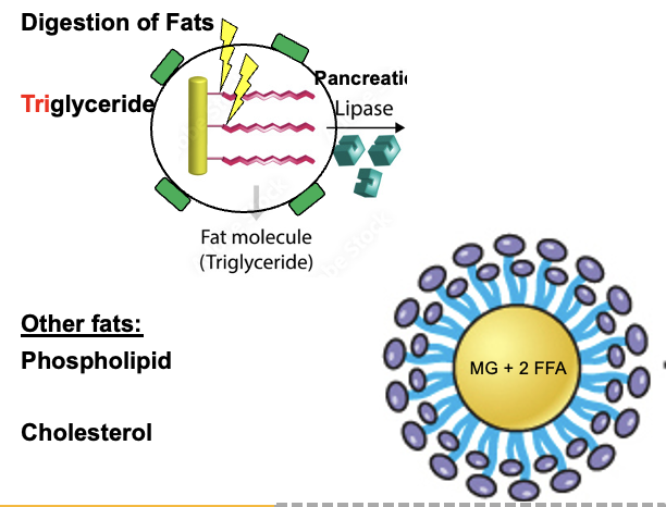 <p>A micelle is a structure formed by bile salts that surrounds digested fats.</p><p>Inside the micelle:<br>• Monoglycerides<br>• Free fatty acids</p><p>Function:<br>Micelles transport digested fats from the lumen of the jejunum and ileum to the intestinal epithelial cells for absorption.</p>