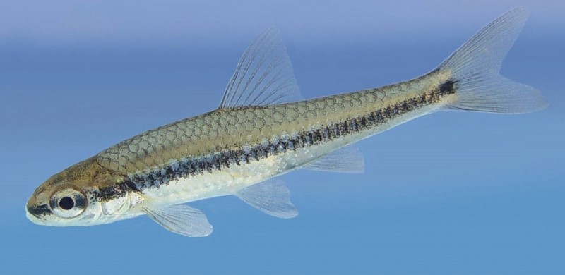<p>Minnows</p>