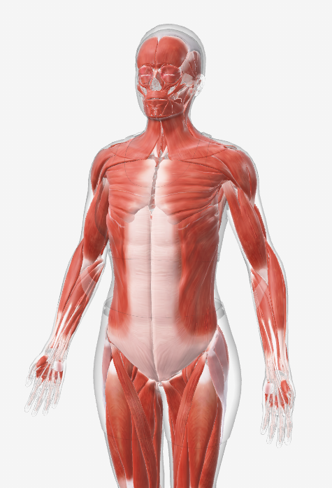 <p><span>Moves the body through the contraction of skeletal muscles</span></p>