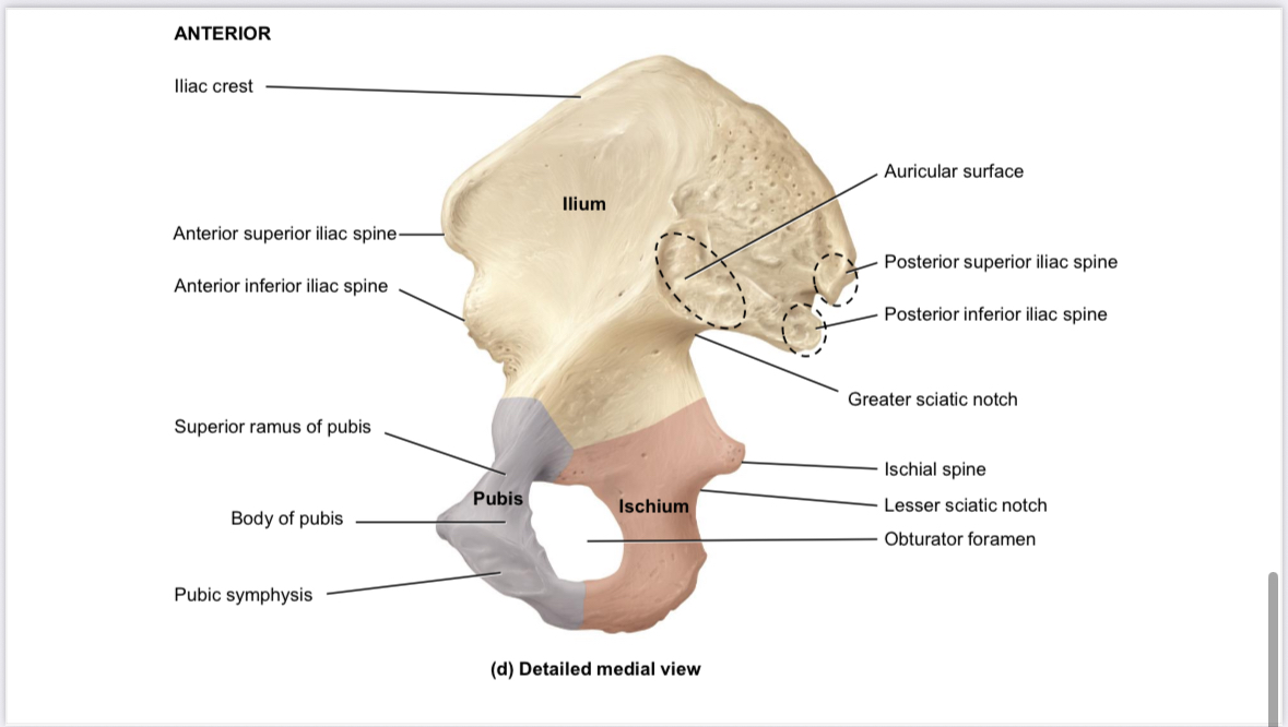 <p>Os coxae: Pubis: superior pubis ramus</p>