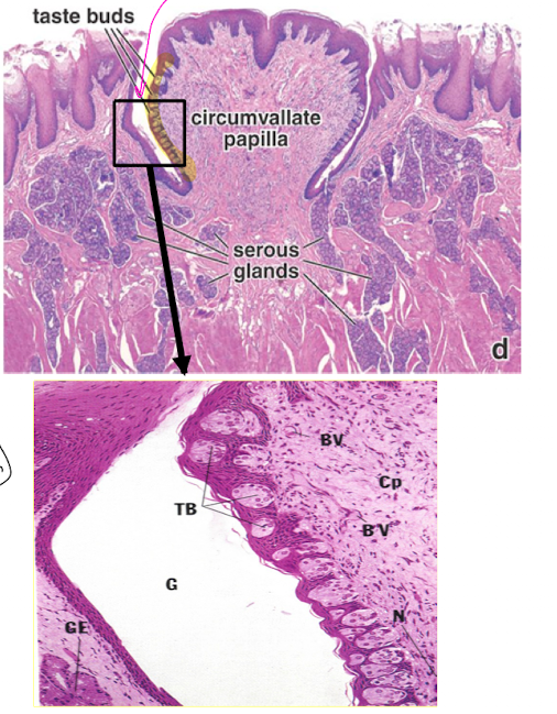 <ul><li><p>largest, 8-12 found anterior to sulcus terminalis</p></li><li><p>each is surrounded by a gutter/moat/rampart </p></li><li><p>taste buds on lateral wall (about 250 on each) </p></li><li><p>serous glands of Von Ebner found in CT around papillae</p></li></ul>