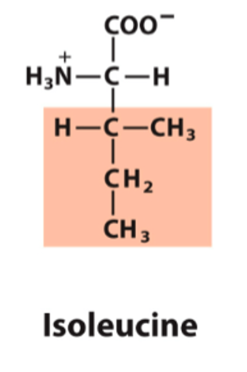 <p>What is the classification of this amino acid's R group?</p>