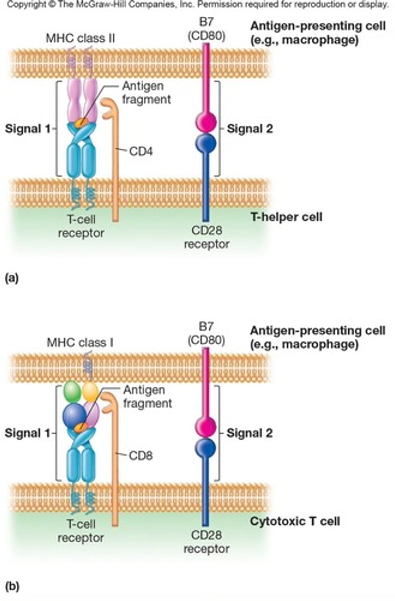 <p>A type of T cell that recognizes the complex of MHC class II and antigen fragment, leading to its activation and production of cytokines.</p>