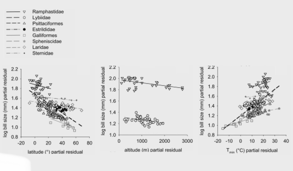 <ul><li><p>For lots of Bird families we measured size of birds beak (residual so accounting for body size) and compared it to latitude, altitude, Tmin</p></li><li><p>Latitude</p><ul><li><p>At 0º at equator where its the hottest</p></li><li><p>As you move further from equator, beak size decreases</p></li><li><p>Birds living near equator use big beaks to expel heat into surroundings</p></li></ul></li><li><p>Altitude</p><ul><li><p>Sea level to cold higher altitudes, birds beaks get smaller</p></li></ul></li><li><p>Tmin</p><ul><li><p>As the environment get warmer, birds beaks gets longer and longer</p></li></ul></li></ul><p></p>