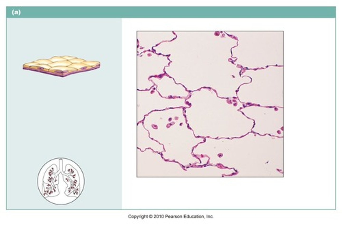 <p>describe the function of this tissue type</p>