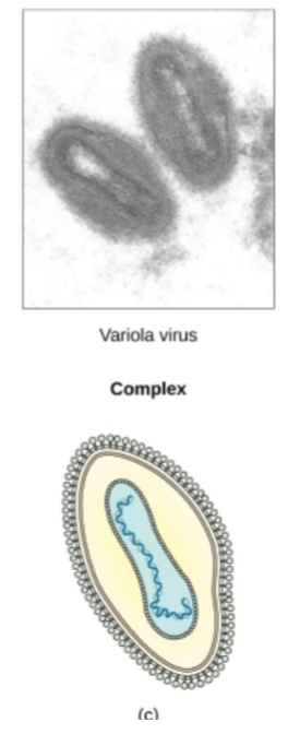 <p>Type of Capsid shape this Virus exhibits? </p>
