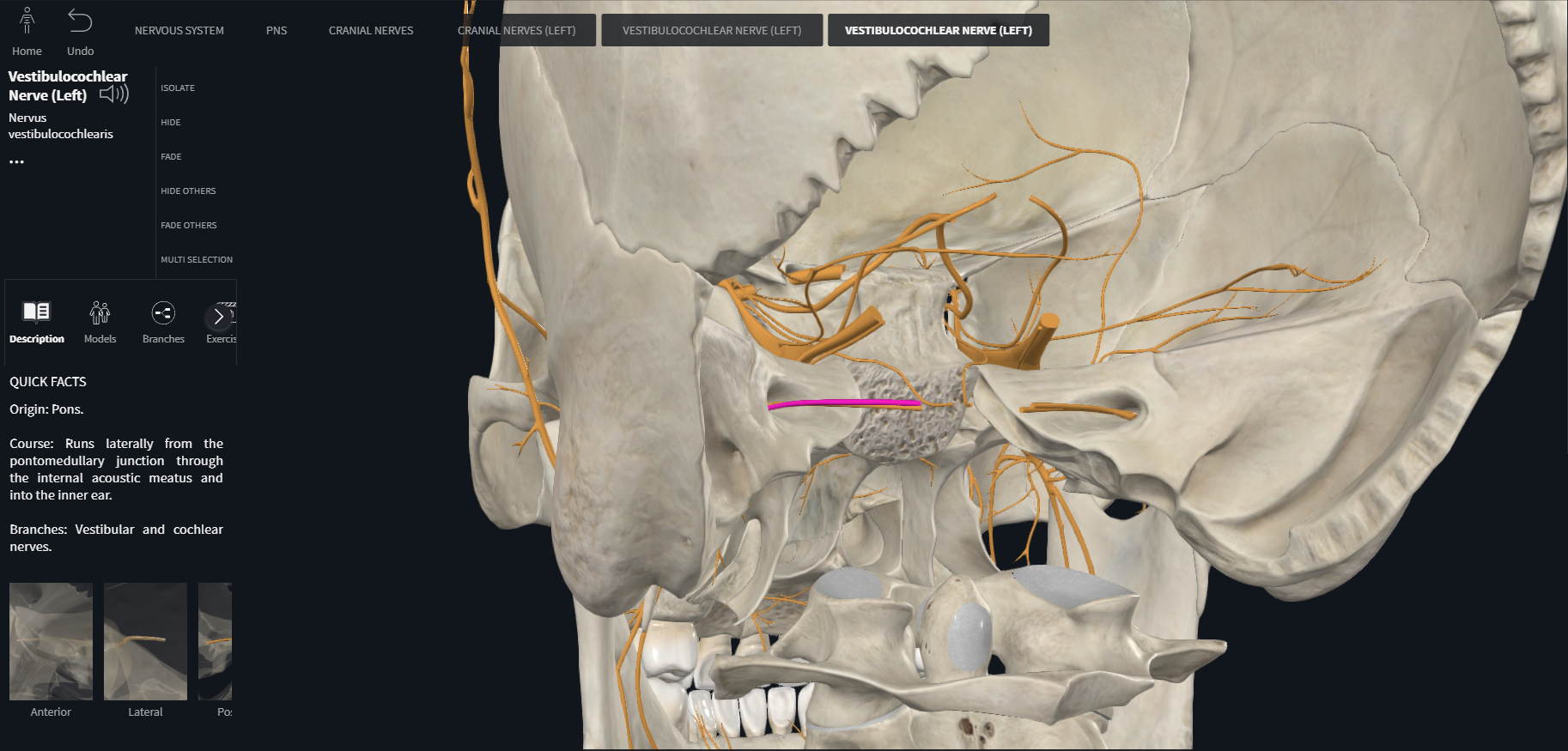<p>Vestibulocochlear (VIII)</p><p>part of central nervous system from which nerve enters or emerges</p><p>general function types of fibers</p><p>general distribution</p>