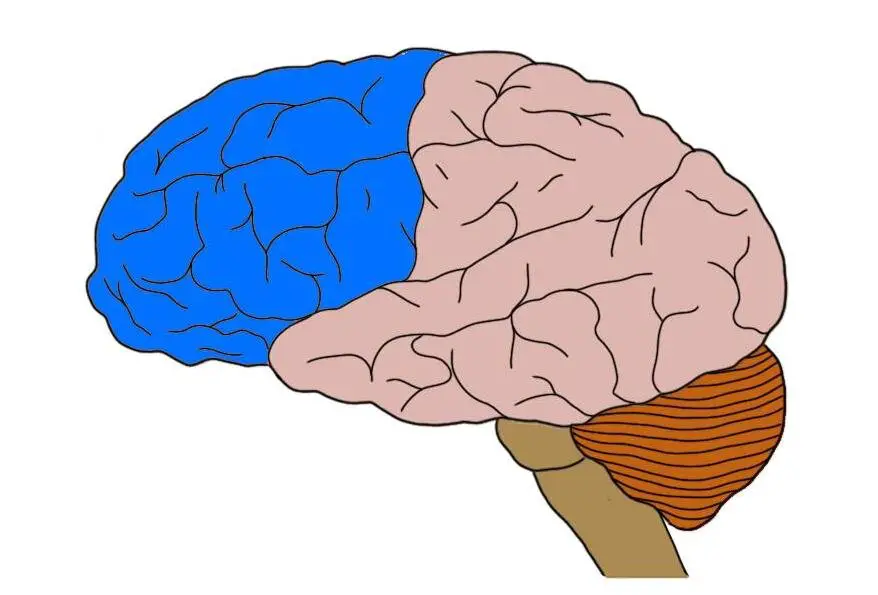 <p>motor control, executive function</p>