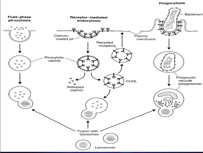 <p>phagocytosis - solid particles</p><p>pinocytosis - fluids</p><ul><li><p>fluid-phase pinocytosis - without coated vesicles</p></li><li><p>receptor-mediated endocytosis - with coated vesicles</p></li><li><p>protein clathrin - clathrin coated pit</p></li></ul><p></p>