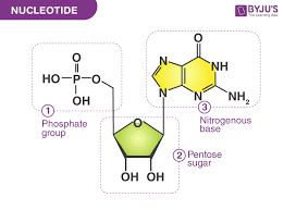 <p>Monomer of nucleic acids; contains a pentose sugar, one or more phosphate groups, and a nitrogenous base</p>