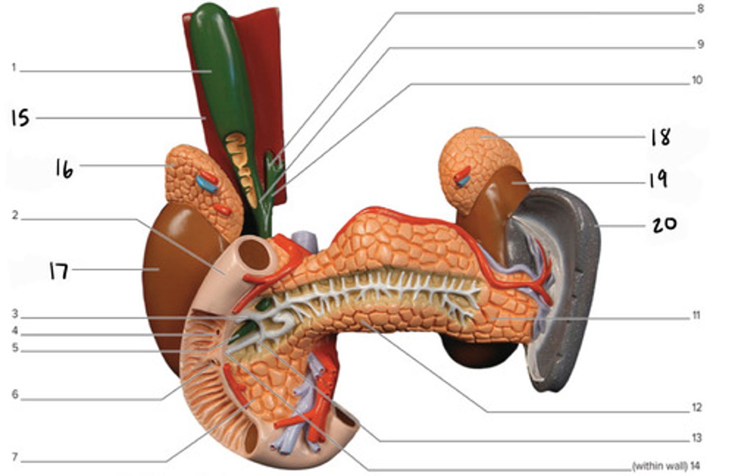 <p>Duodenum</p>