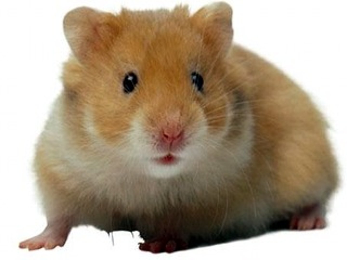 <p>hamster</p>