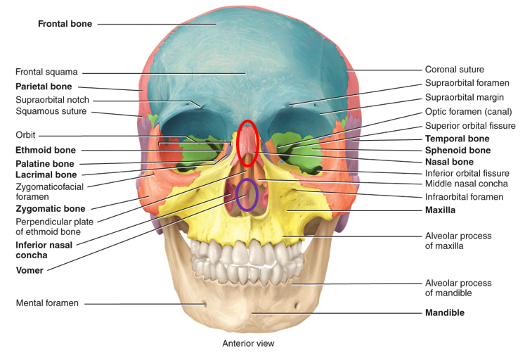 <p>two nasal bones, two maxillae, two zygomatic, mandible, two lacrimal, two palatine, two inferior nasal conchae, and vomer</p>