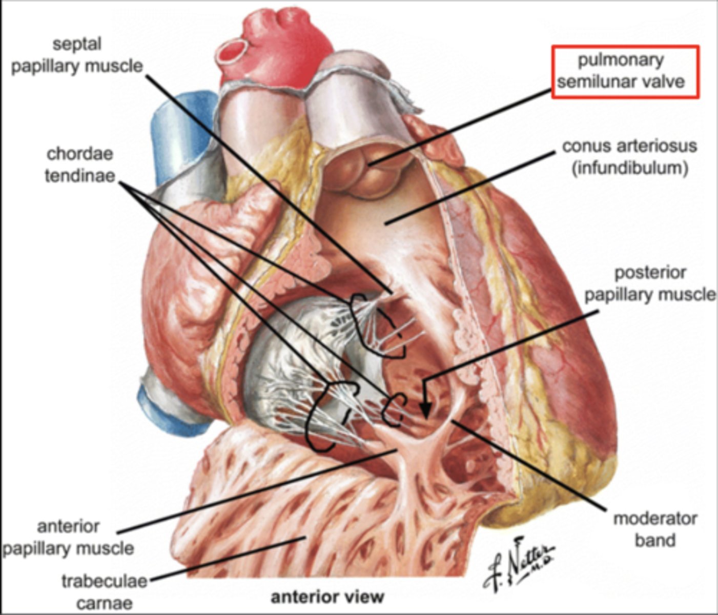 <p>Anterior</p><p>Right</p><p>Left</p>