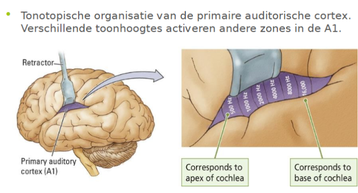 <p>tonotoptische organisatie vd primaire cortex </p><ul><li><p>verschillende toonhoogtes in andere zonex in A1</p></li></ul><p></p>