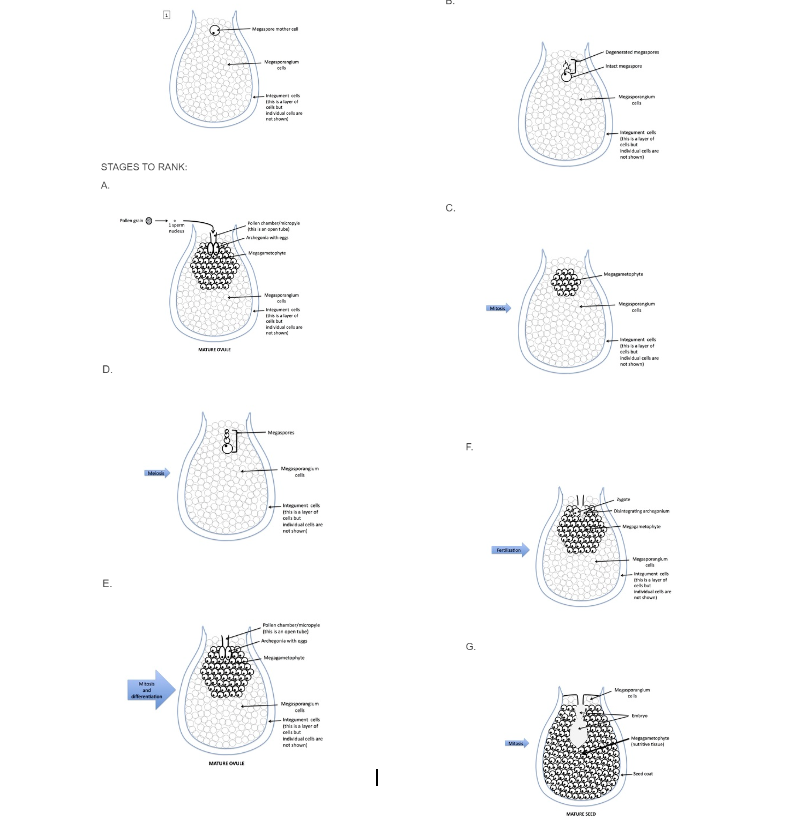 <p><span>Below are a series of images, each of which depicts&nbsp;a different stage of gymnosperm ovule and seed development. Rank&nbsp;them in chronological order. The first stage&nbsp;has been identified for you here. Black dots represent cell nuclei.&nbsp;</span></p>