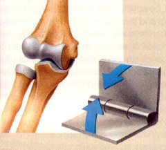 <p>Joint between bones (as at the elbow or knee) that permits motion in only one plane</p>