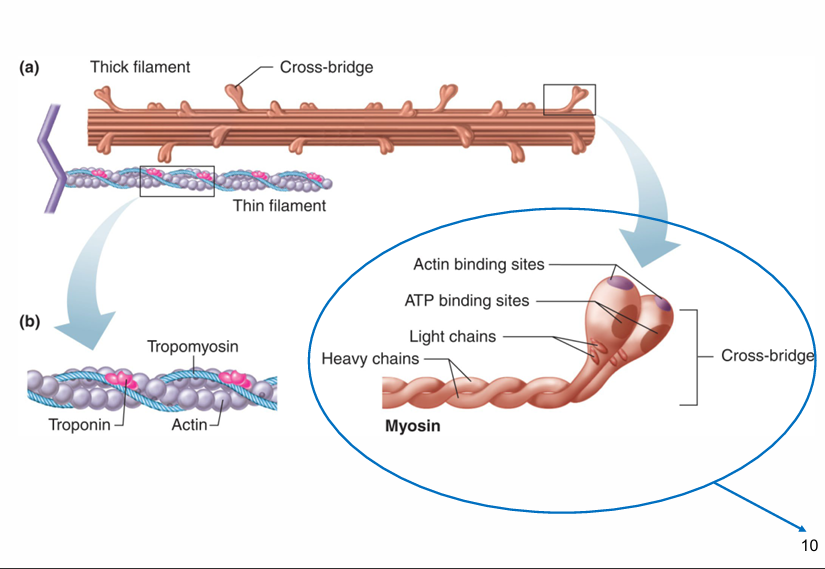 <p>myosin(thick filament)- tail has 2 intertwined chains and 2 globular heads(forms cross-bridge) </p><ul><li><p>globular heads have binding sites for actin and ATP (myosin-ATPase) </p></li></ul><p></p><p>thin filaments:</p><ul><li><p>actin- globular cytoskeletal protein; forms 2 long chains; binds to myosin </p></li><li><p>tropomyosin- overlaps binding sites on actin for myosin; prevents binding in relaxed state(ATP bound) </p></li><li><p>troponin- protein complex made of 3 subunits: one binds to actin, one binds to tropomyosin, and one binds Ca2+(trop C) </p></li></ul><p></p>