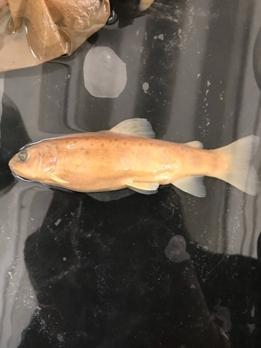 <p>salmon/trout</p>