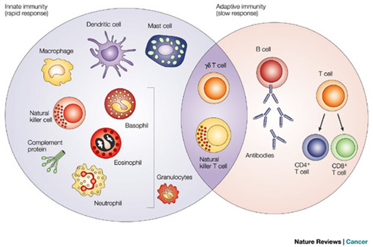 <p>Nonspecific protection against foreign substances indiscriminantly.</p><p>All cells but lymphocytes.</p>