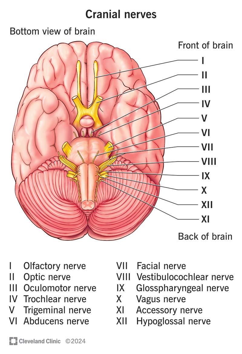 <p>Conducts sensory impulses from the lining of the pharynx, larynx, esophagus, and viscera of thorax and abdomen, and motor impulses to muscles for speech and swallowing.</p>