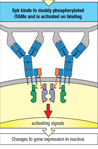 <p>immunoreceptor tyrosine-based activation motif (ITAM)</p>