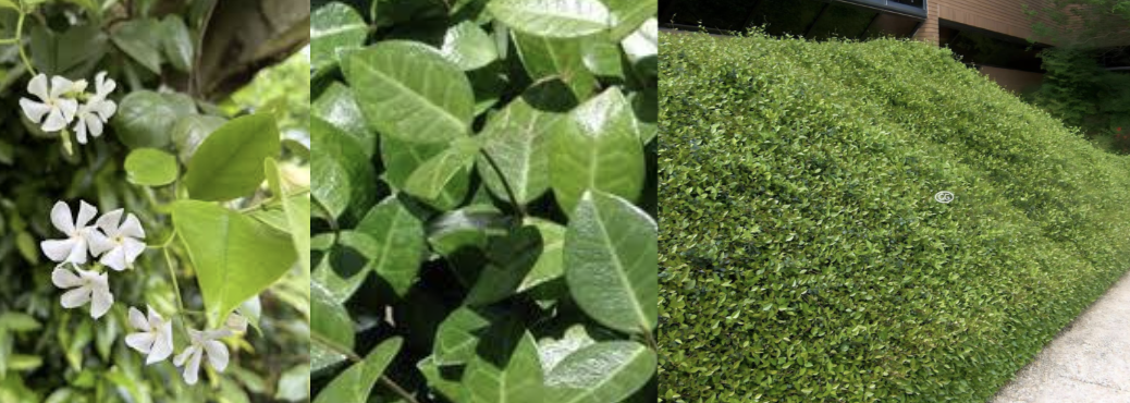 <p>Asian Jasmine</p>