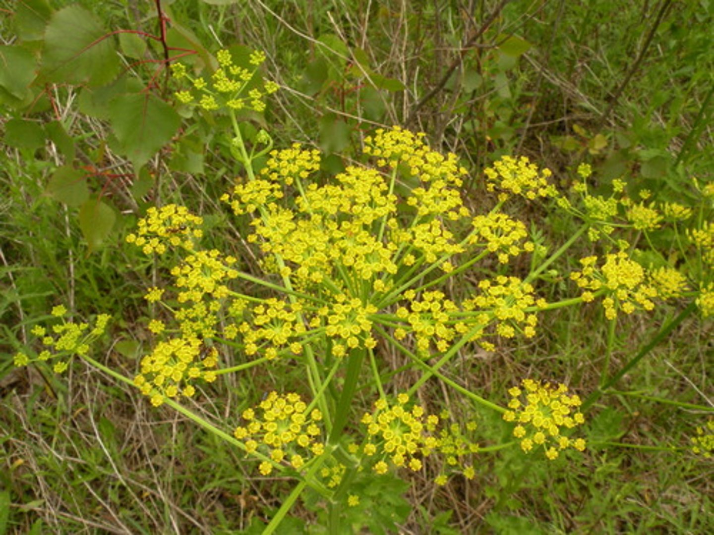 <p>Name?</p>