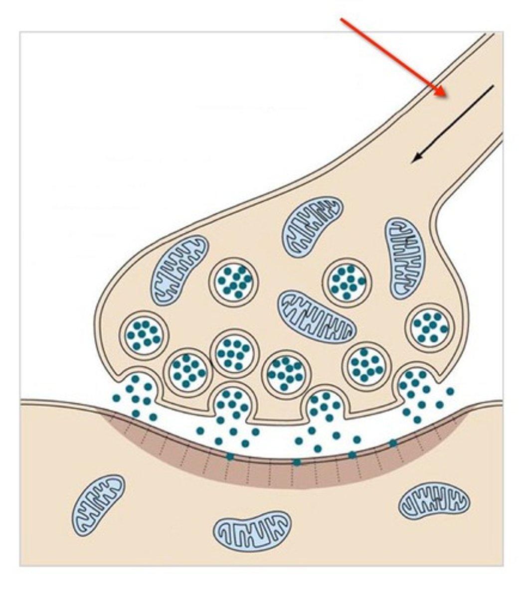 <p>conducts impulses toward the synapse</p>
