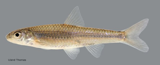 <p>Mimic Shiner; 8 anal fin rays; scales outlined in pigment giving cross-hatched look.</p>