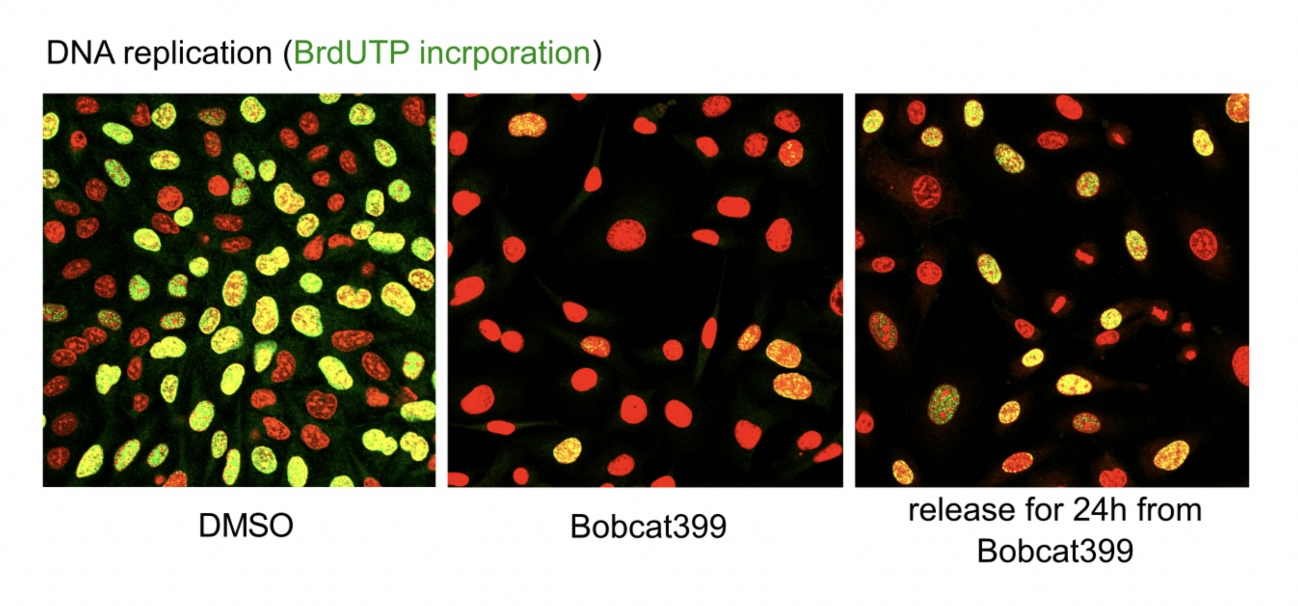 <ol><li><p>Stain with MSO→ the replicating cells will be green</p></li><li><p>Add bobcat399 enzyme→ no replicating cells (often released in S phase)</p></li><li><p>Release and add bobcat399 again→ some cells<strong> are now replicating</strong></p><ul><li><p>allows oxidation</p></li></ul></li></ol><p>THEREFORE: this is a cause and effeect experiement</p><p></p>