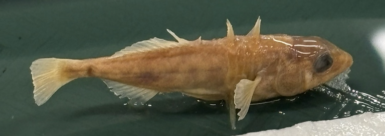 <p>Gasterosteidae</p>