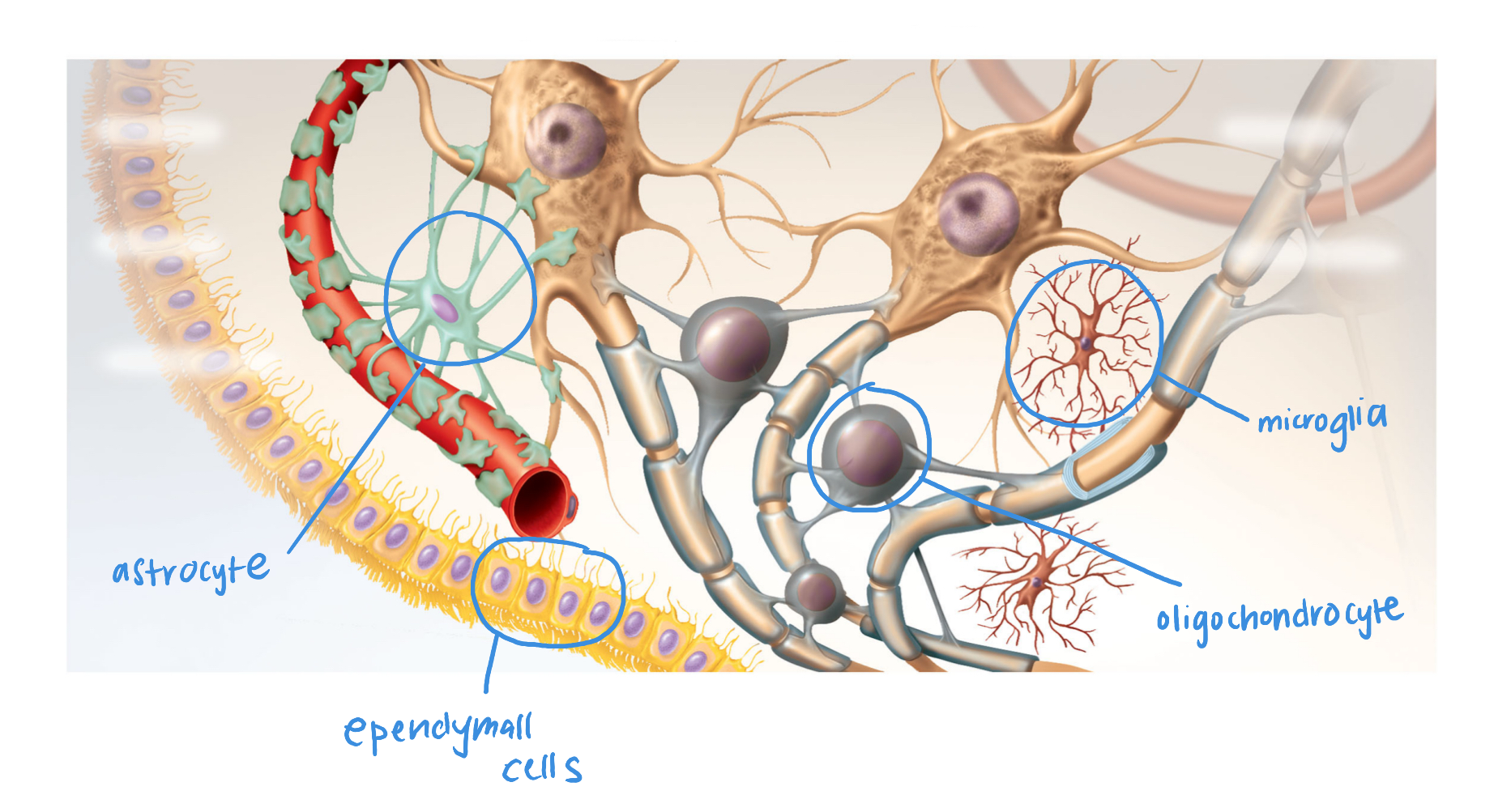 <p>what are the functions of the parts in CNS nervous tissue?</p>