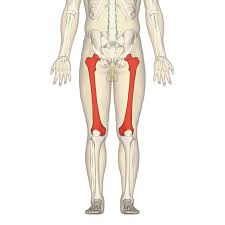 <p>thigh bone</p>