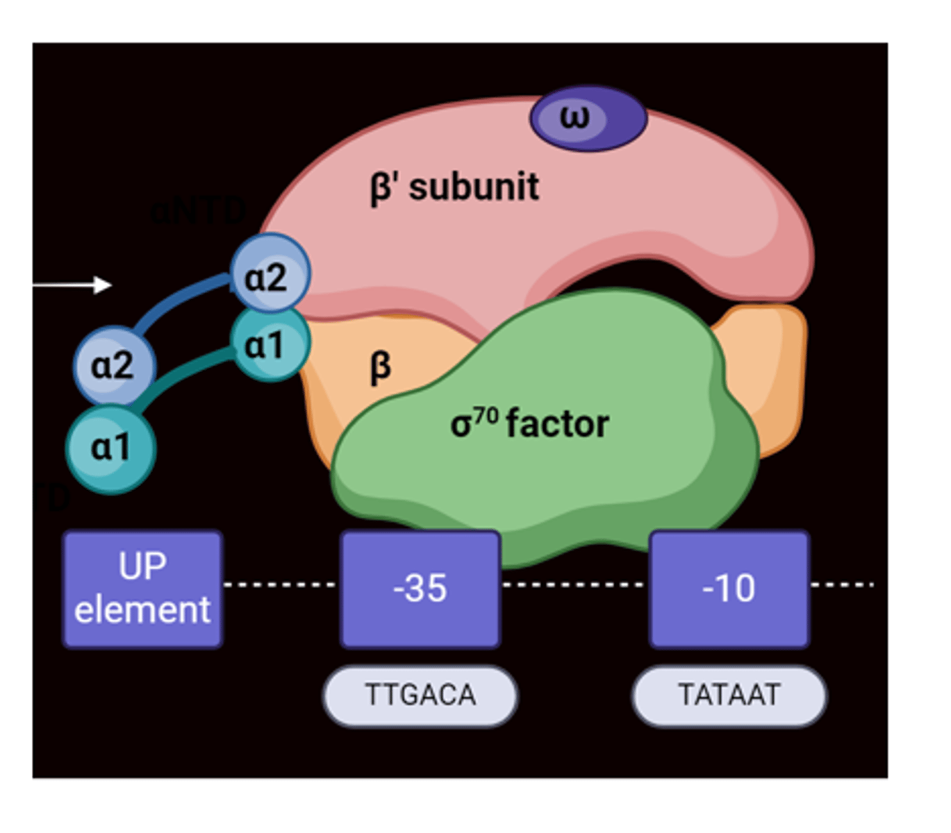 <p>5 different subunits consisting of 2 alpha, 1 beta, 1 beta prime, and 1 sigma</p>