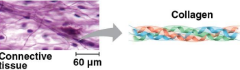 <p>Structural proteins</p>